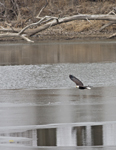 Bald Eagle 6152